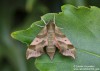 lišaj (Motýli), Darapsa myron (Lepidoptera)